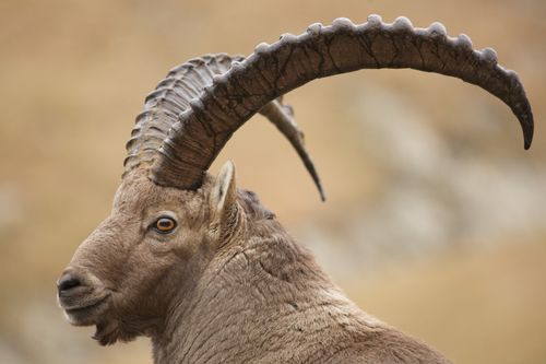 Lumière diffuse brouillard