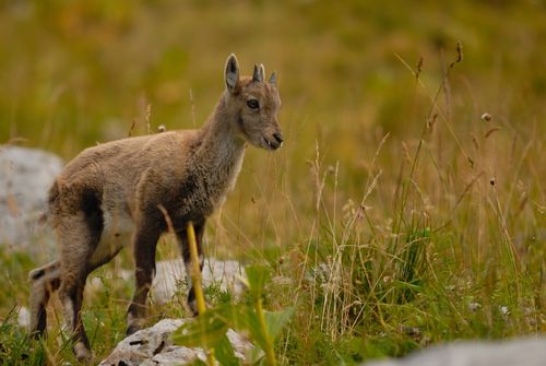 Esempio paesaggio iperfocale primo piano e montagne nitidi